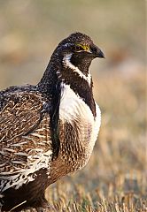 Gunnison Sage-Grouse